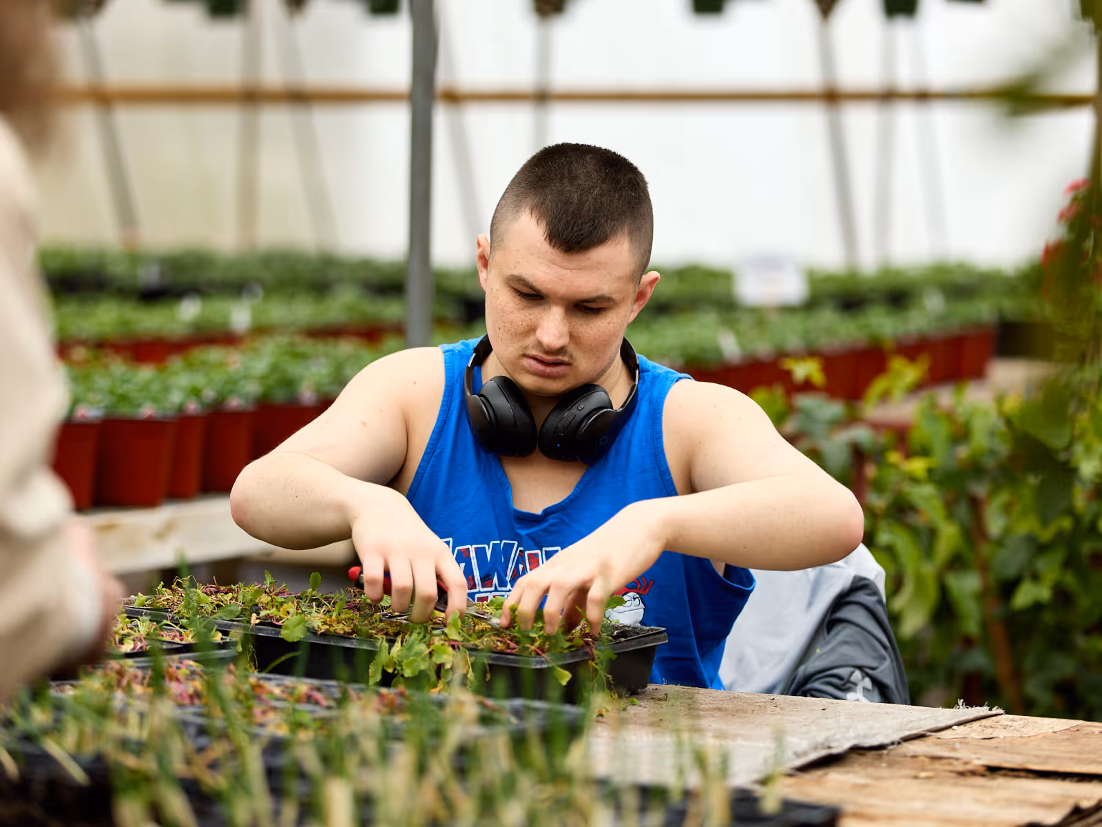 Working in the Greenhouse